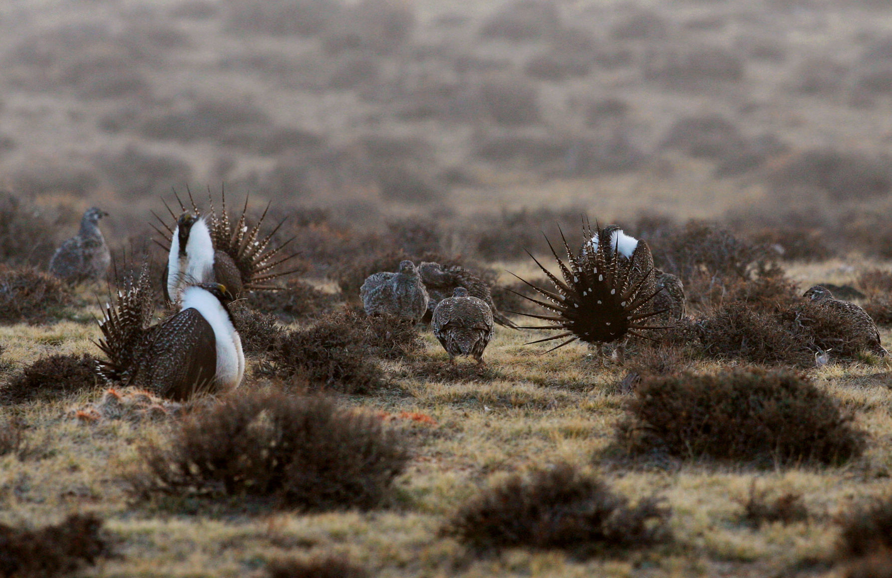 Sage Grouse